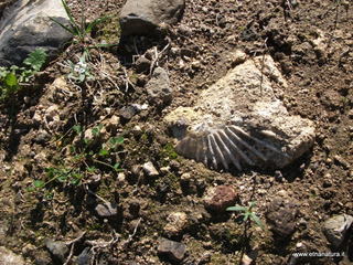 Valle del Loddiero